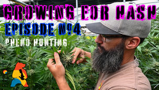 Growing For Hash: Humboldt Kine Farms x Punch_Extracts Episode #4: Pheno-Hunting