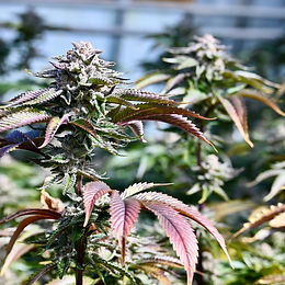 Hash and Hash Rosin Prices from Humboldt County to Southern California 2021