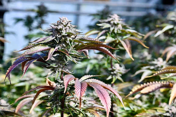 Hash and Hash Rosin Prices from Humboldt County to Southern California 2021