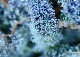 How Cannabis Works & Works Together: The Trichome Glands