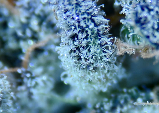 How Cannabis Works & Works Together: The Trichome Glands