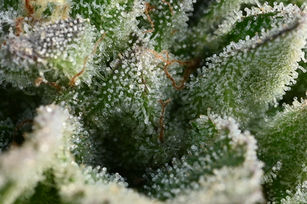 Splitting the Trichome: Solventless Diamonds Present A Theoretical Block in Hash Evolution