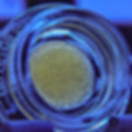 Fresh Press Hash Rosin looking completely translucent in the jar.