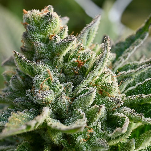 humboldt kine farms picture of flowers.