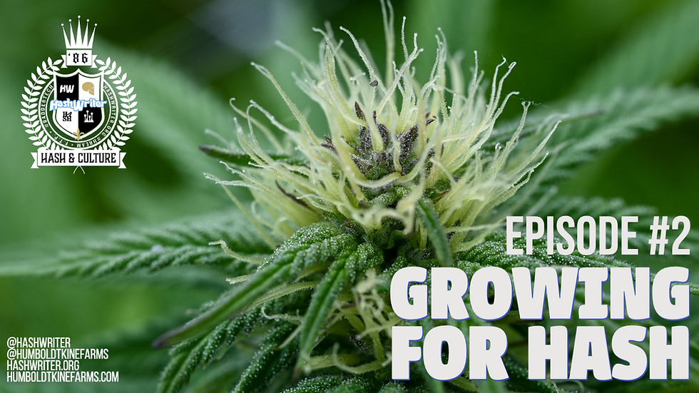 cannabis flower and youtube thumbnail