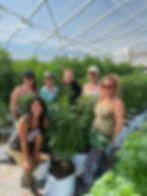 nursery for cannabis
