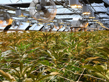 Oh Right, Light Deps./Depping on a Modern Cannabis Farm and Getting Dicked in the Closet