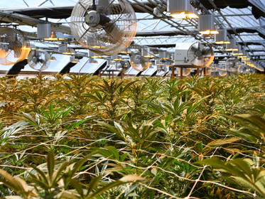 Oh Right, Light Deps./Depping on a Modern Cannabis Farm and Getting Dicked in the Closet