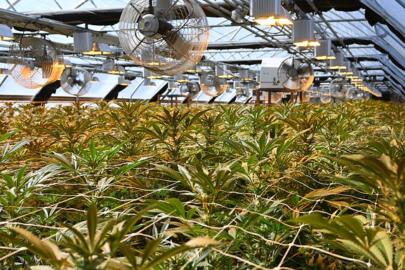 Oh Right, Light Deps./Depping on a Modern Cannabis Farm and Getting Dicked in the Closet