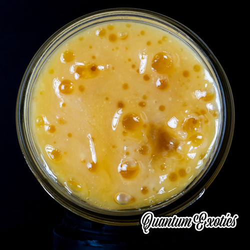 Papaya #33 Live Rosin THCa