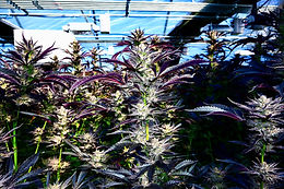 Where it All Begins: “The Farmer and the Hash Writer”