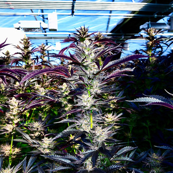 Where it All Begins: “The Farmer and the Hash Writer”
