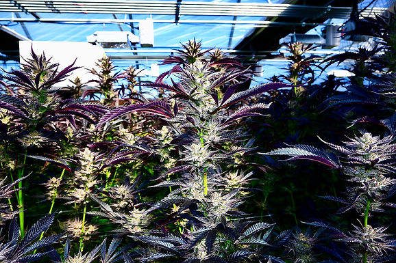 Where it All Begins: “The Farmer and the Hash Writer”