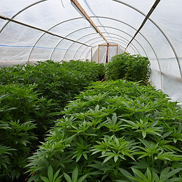 Crediting California's Craft Cultivators as Mass Media Misses the Mark