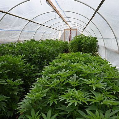 Crediting California's Craft Cultivators as Mass Media Misses the Mark