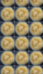 Jars of Z Berries Live Rosin