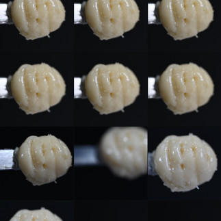 Close-up of twelve small, pale yellow, textured spheres