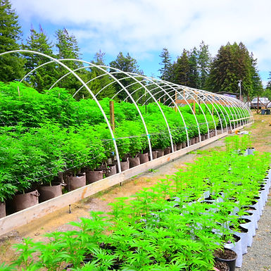 Farming & Pheno-Hunts for Hash: @SouthFaceFarms & @Uncle_Mac's Hash Flavor Factory