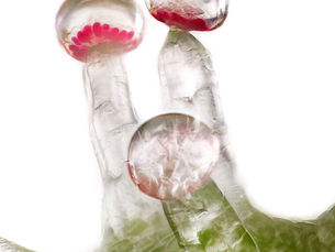 Unveiling the Enigmatic World of Cannabis Trichome Glands: Nature's Microscopic Treasure Troves