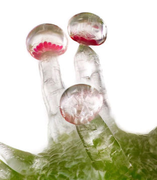 Unveiling the Enigmatic World of Cannabis Trichome Glands: Nature's Microscopic Treasure Troves