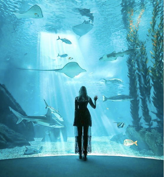 Visiter Aquarium Lisbonne - Voyage à Lisbonne Blog