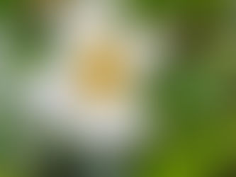 Places We Go : A Magical Christmas Collection