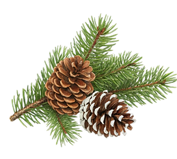 vecteezy_pine-cones-and-fir-branches-creating-festive-holiday_52322760.png