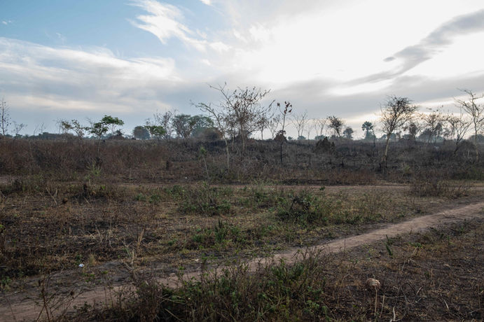 The Beginning 2 Apollo Forests.jpg