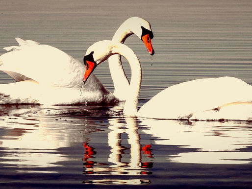 Hod mrtvou labutí | Audiokniha