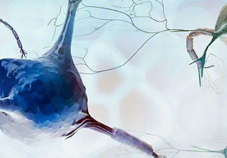 Neurons.jpg