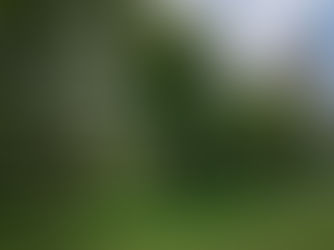 State Foresters Advance Urban and Community Forestry With Support From New SFI Standard