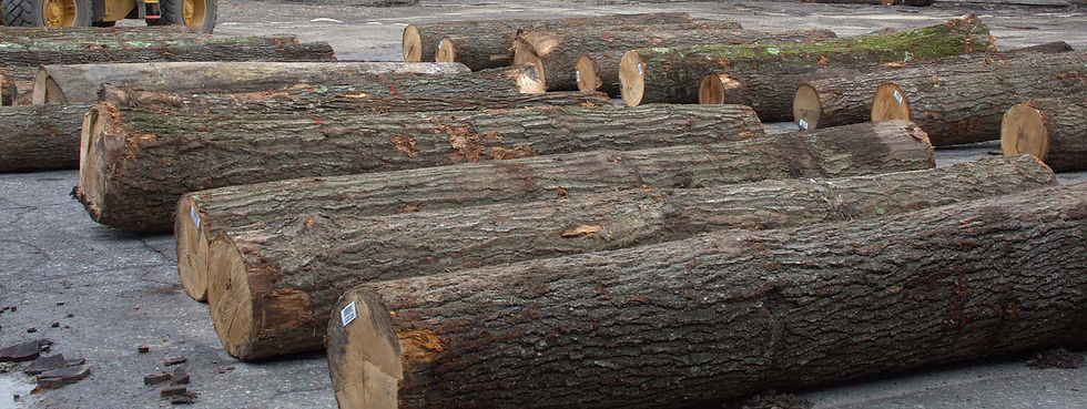 Hardwood logs laid out for scaling at Matson Lumber Company.