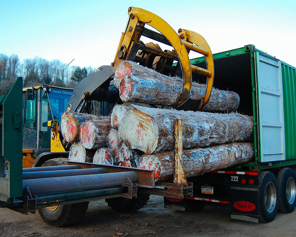 Hardwood logs from Matson Lumber Company are loaded into a shipping container for export.