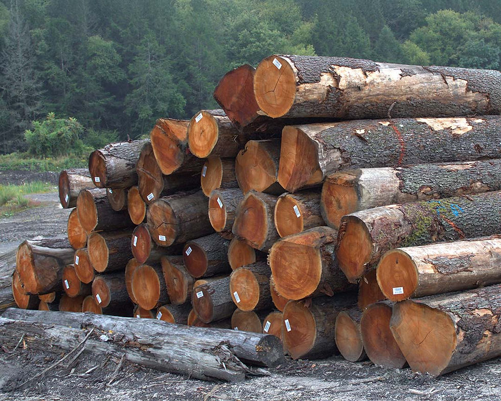 Piles of hardwood logs sit in a logyard outside of a U.S. Sawmill.