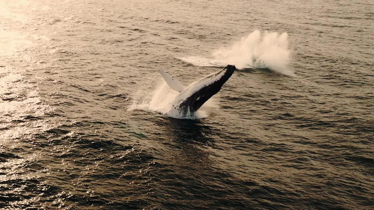 Humpback whale breaching in golden ocean water