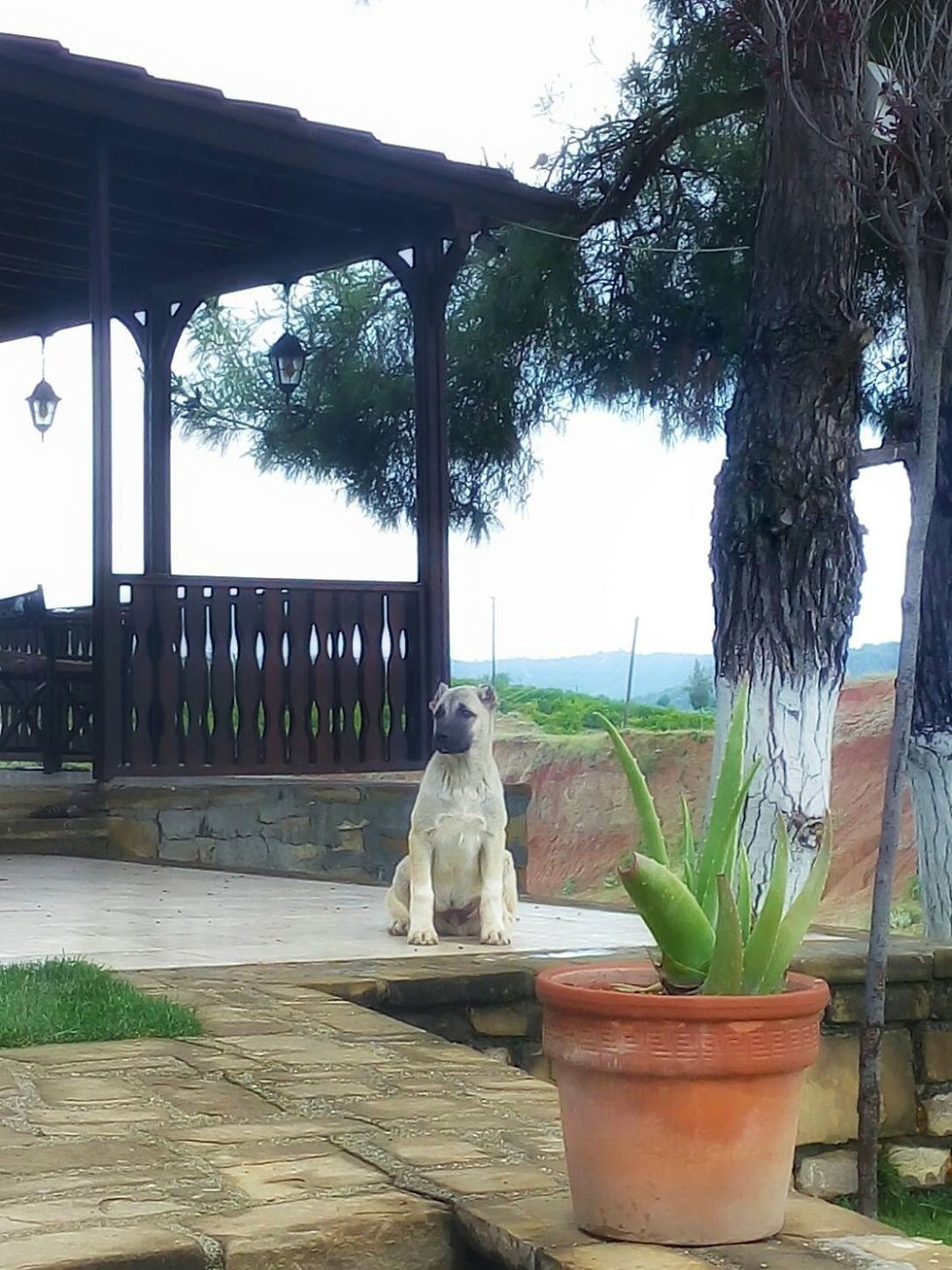 Yavru Kangal