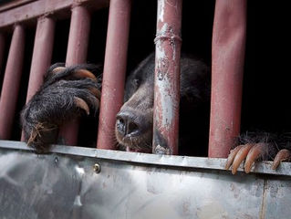 Zoonotic Disease and Preventing the Next Pandemic