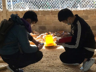 Reducing Environment Pollution in Poultry Farming in Vietnam