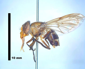Copestylum.jpeg