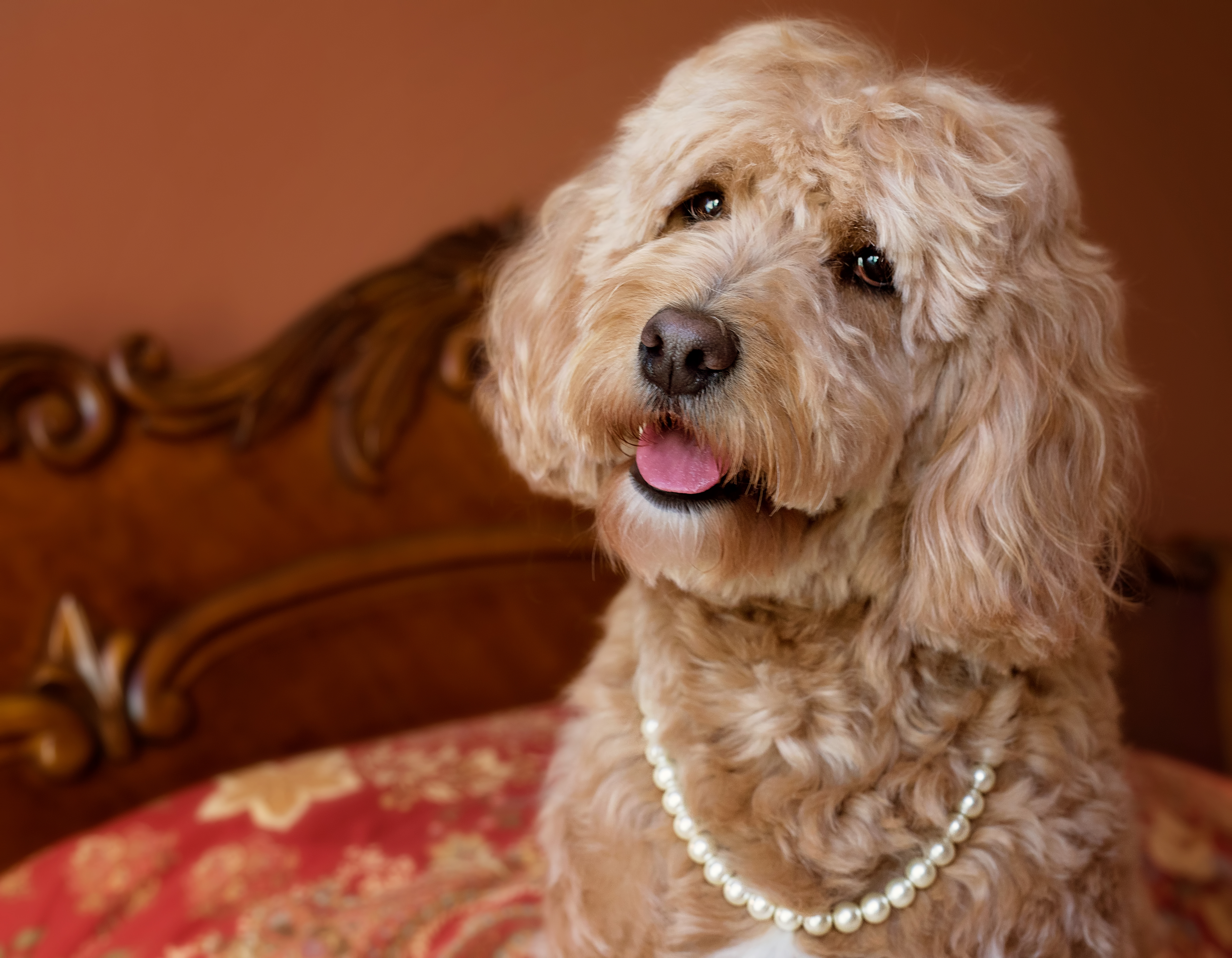 hattie the doodle.jpg