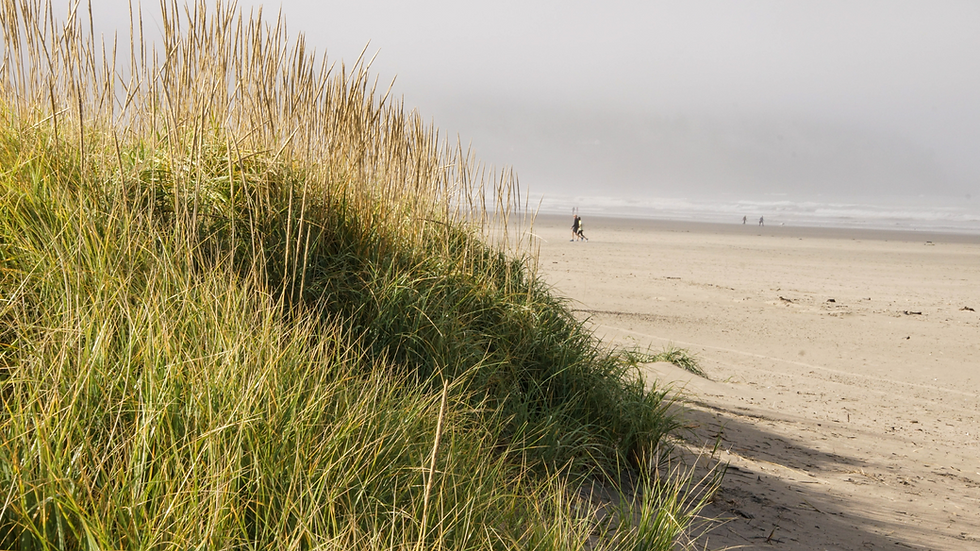 sand dunes on Isle of Palms, Sc