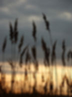 Tall grass on Isle of Palms, SC