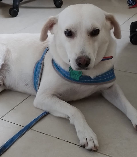 Perro
