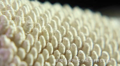 Thumbnail: The Art of Japanese SHIBORI [中文　Chinese] download version