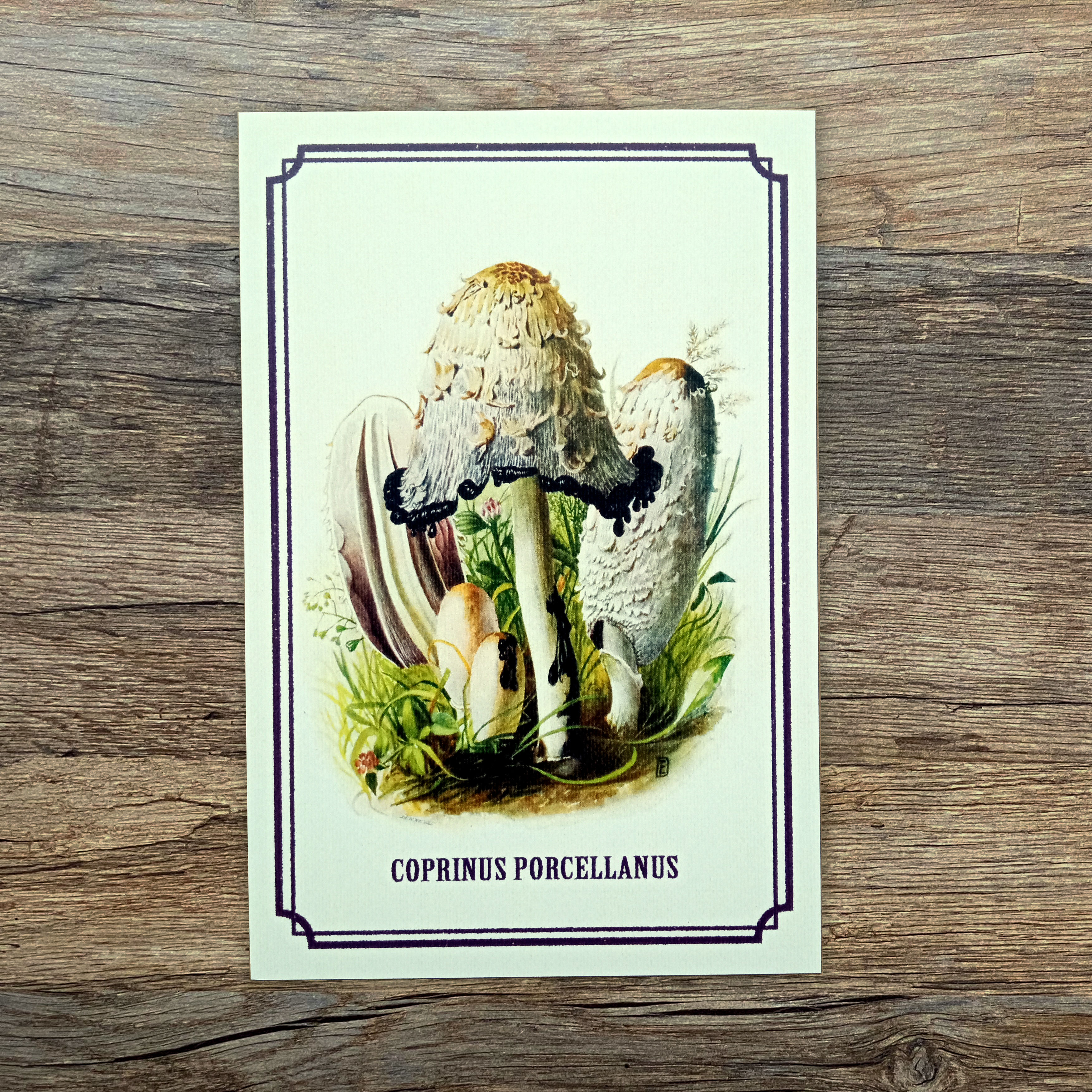 Mushroom Postcard: Coprinus porcellanus