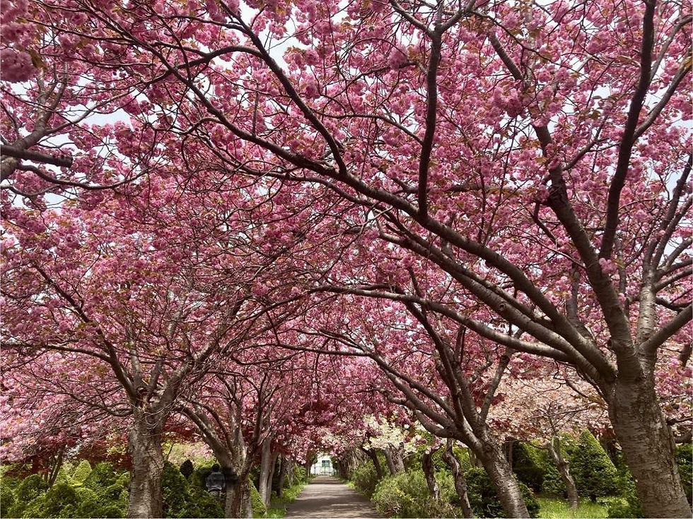 Enjoy Plum Blossoms