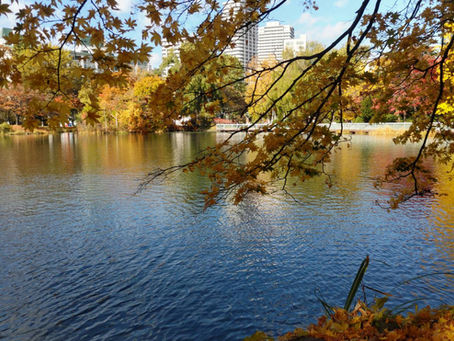 Autumn Illuminations