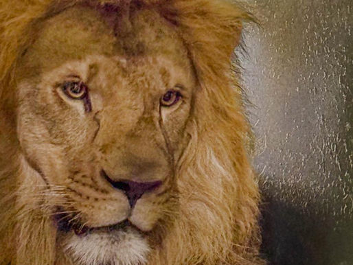 El Zoológico de Barranquilla recibe a su nuevo rey: un león africano de 3 años