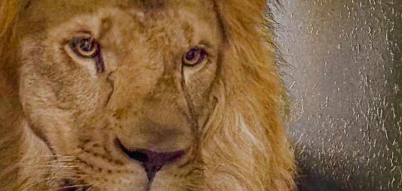 El Zoológico de Barranquilla recibe a su nuevo rey: un león africano de 3 años