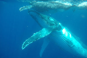 bluexperience,baleine a bosse, megaptere